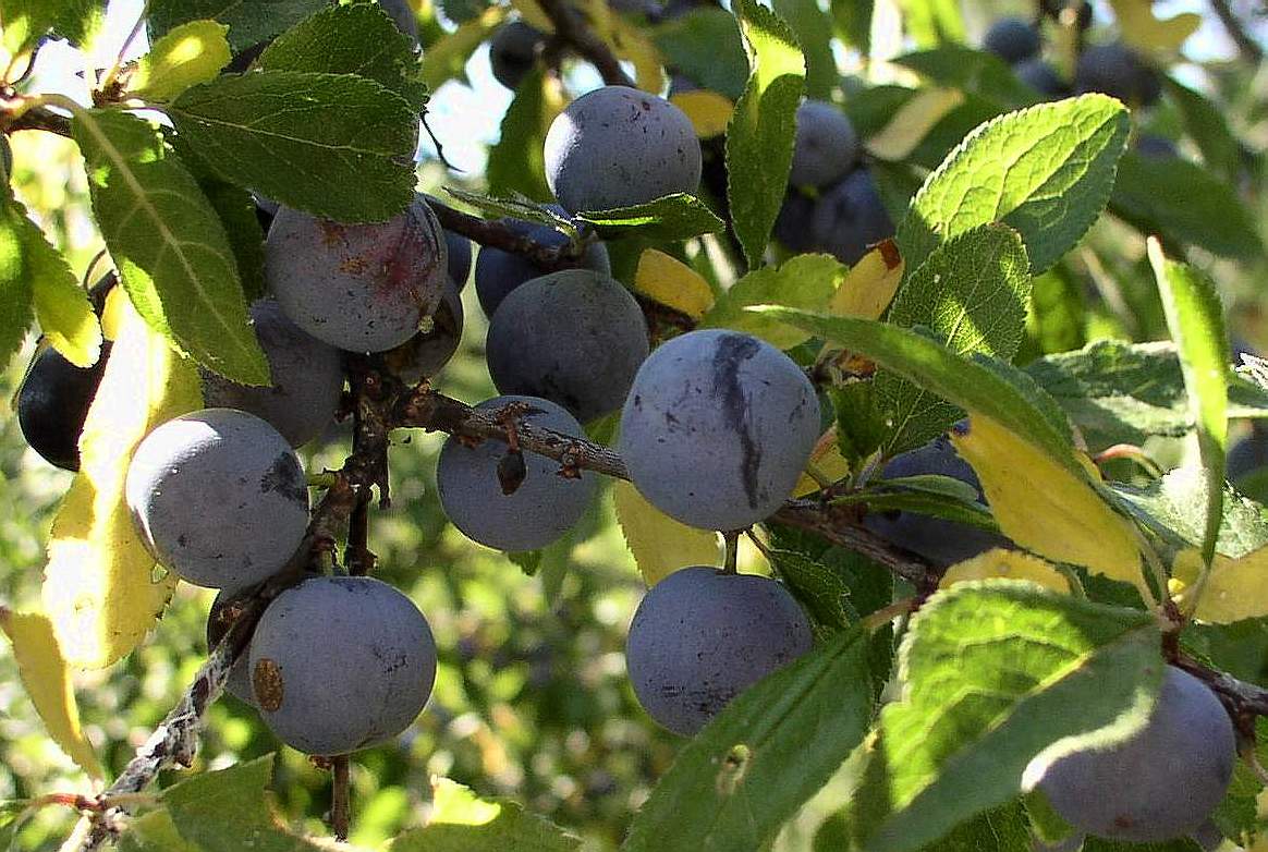 Prunus insititia / Prugnolo, Pruno selvatico